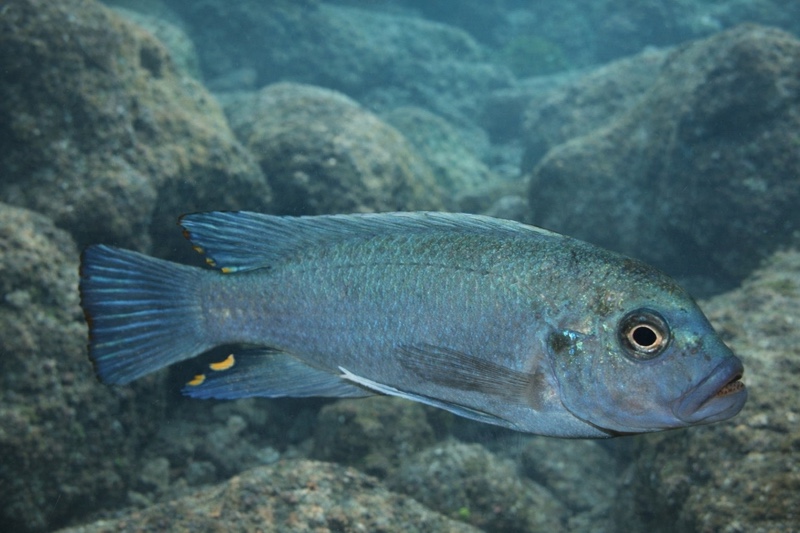Maylandia estherae 'Narungu'